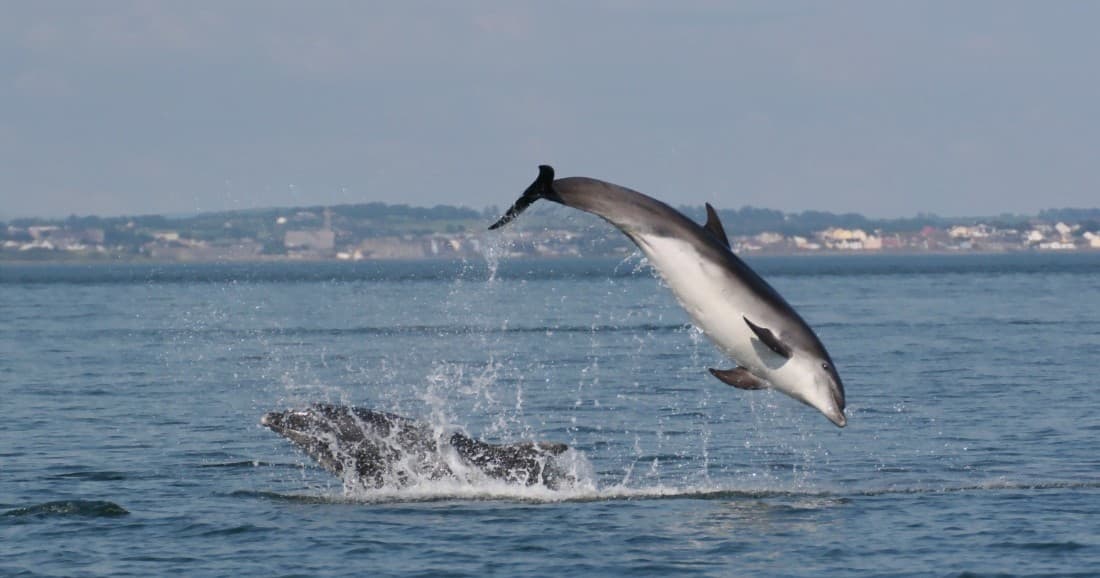 River Cruise & Dolphin Spotting Tour