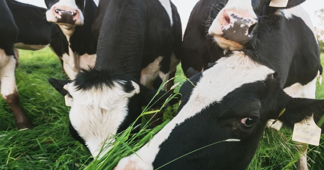 Dairy Farm Experience on Pico Island