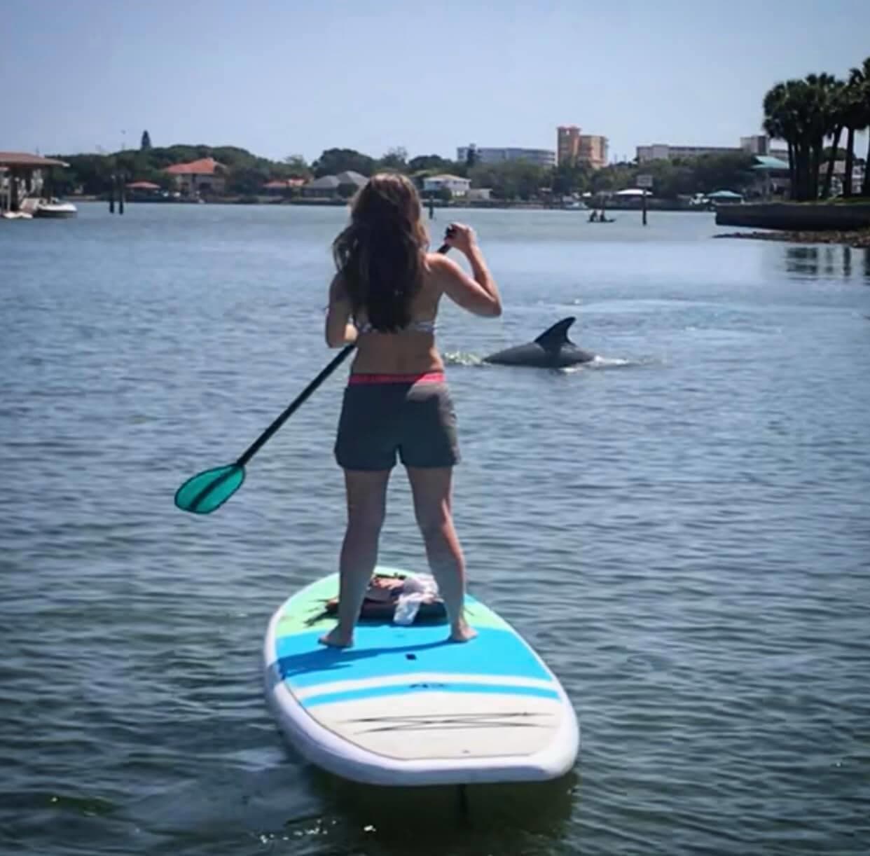Dolphin Tour