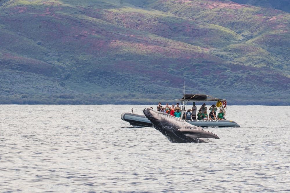 2 Hour Eye-Level Whale Watch Raft
