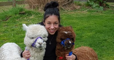 Classic Alpaca Tour