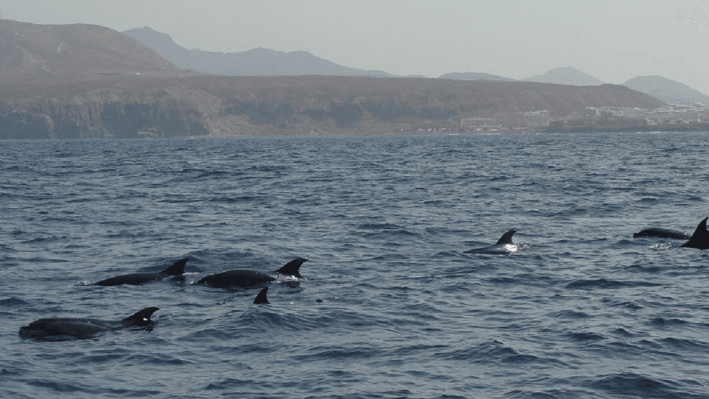 Avistamiento de Cétaceos