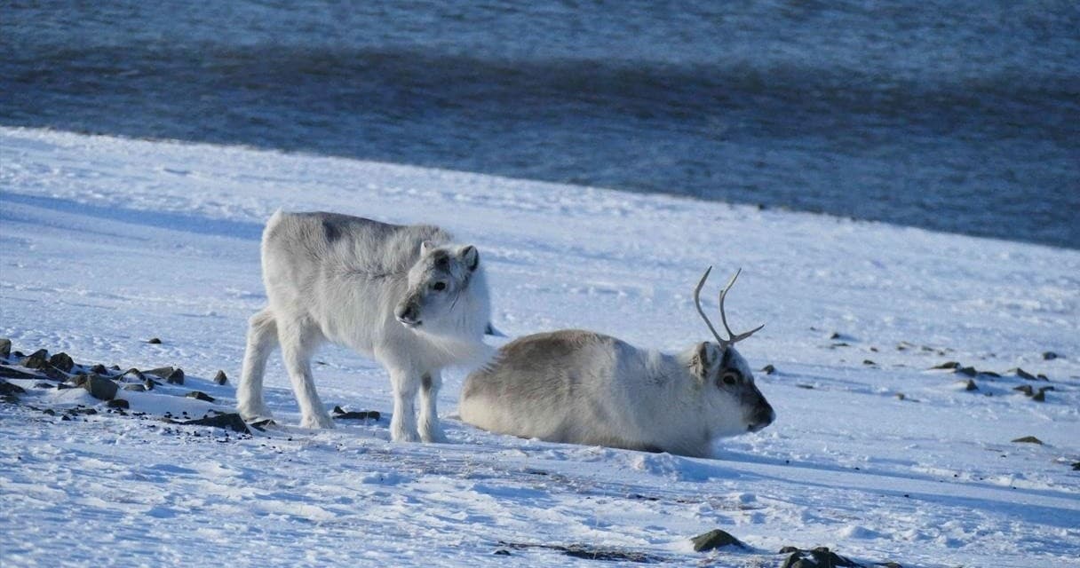 2 hours Drive & Stroll: Exclusive tailor-made sightseeing of Longyearbyen and its surroundings