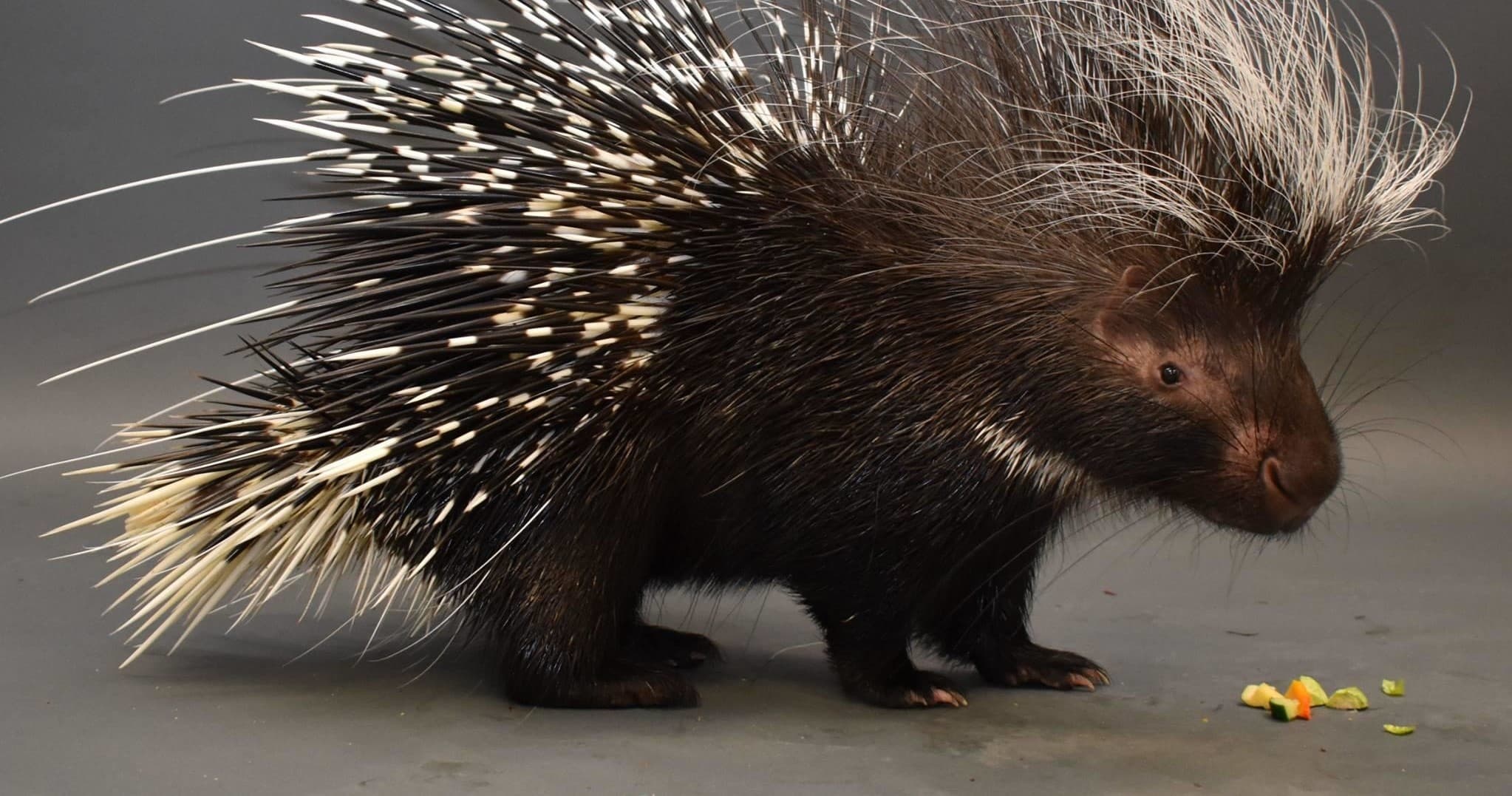 Porcupine Meet and Greet