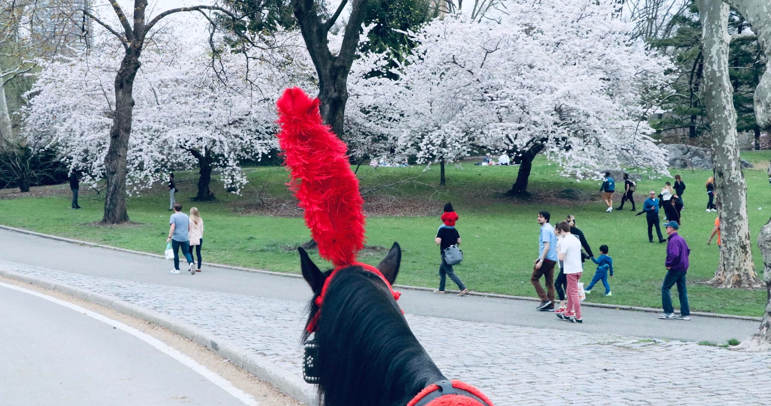 VIP Central Park Horse Drawn Carriage Tour