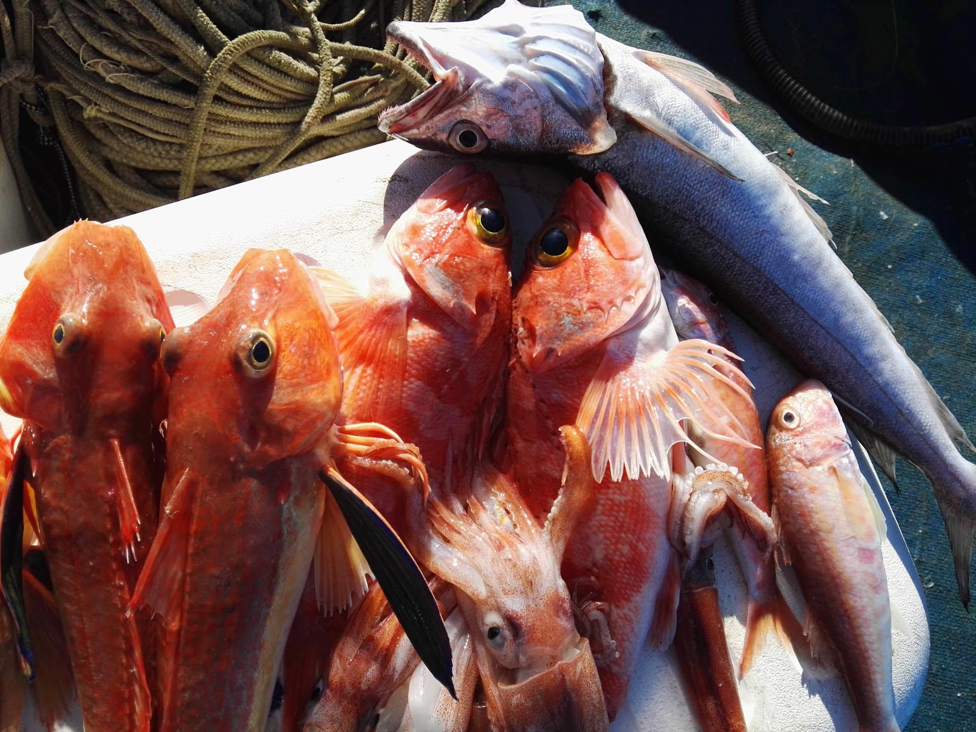 Esperienza di pesca a Capri da Sorrento con pranzo a bordo