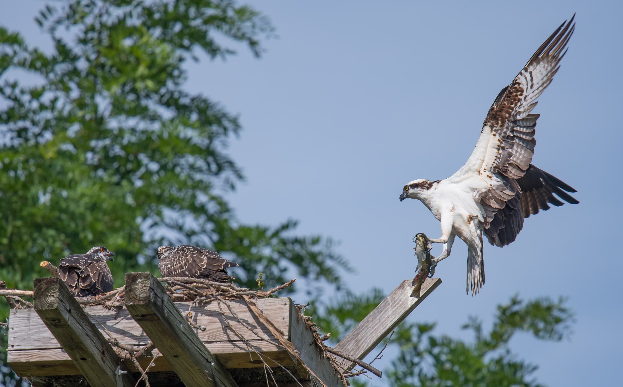 Osprey Eco-Cruise