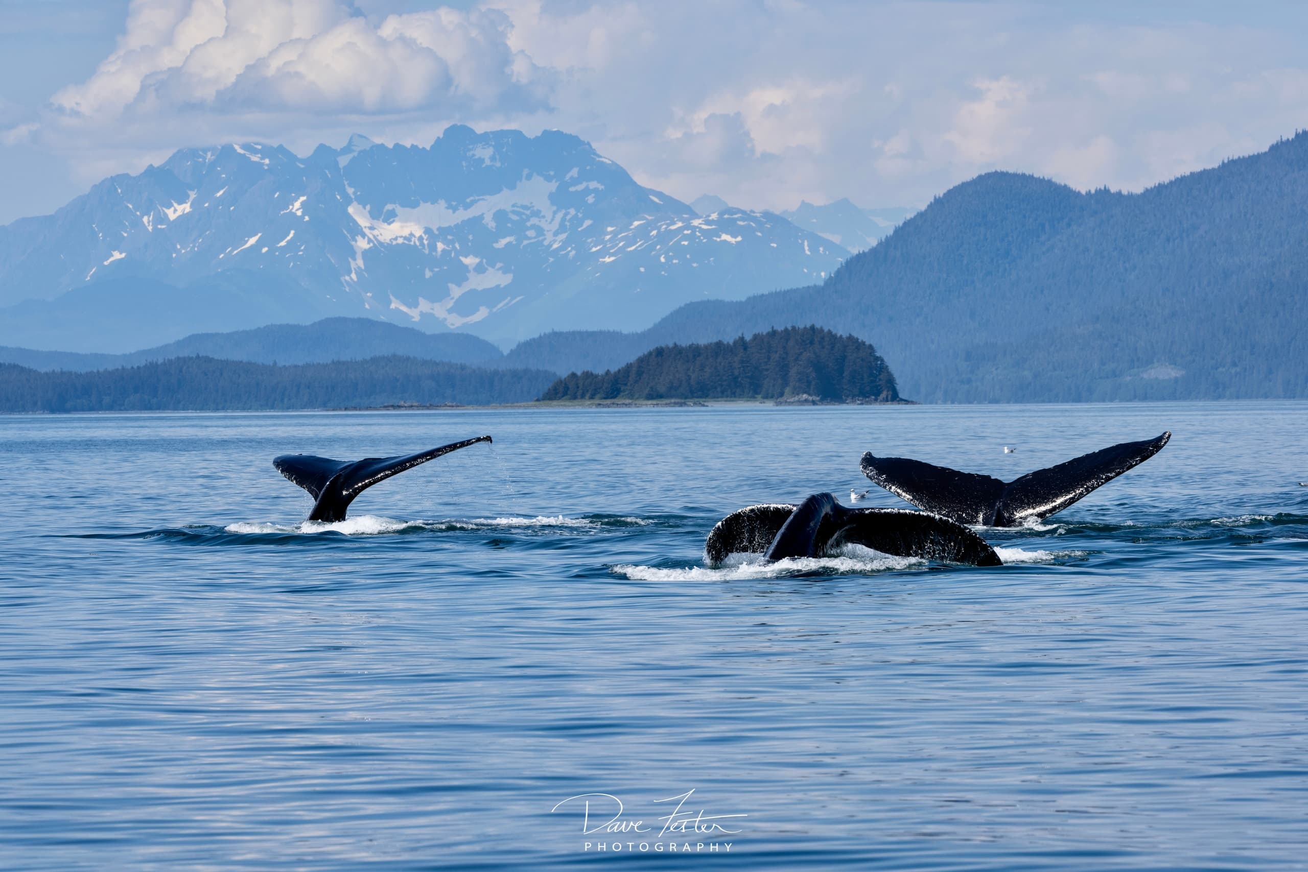 Whale Tour