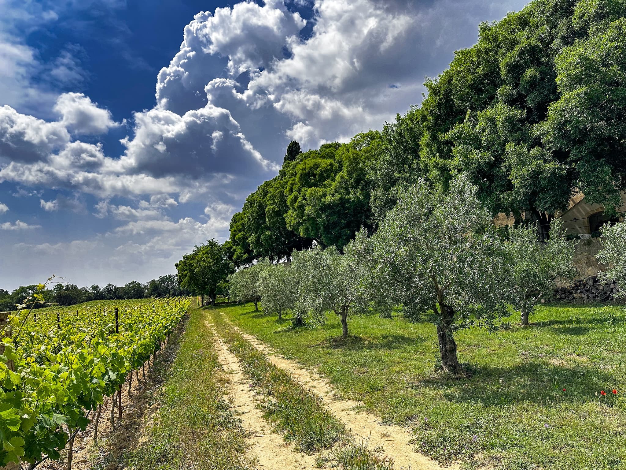 Two intensive days discovering the wine region of Provence from Cassis on the coast to Mont St Victoire & Cote d'Aix
