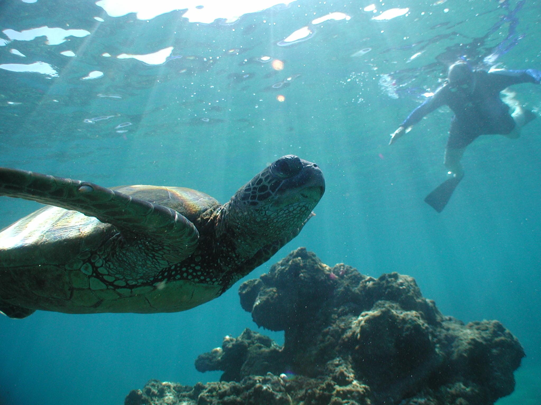Snorkel Turtle Tours