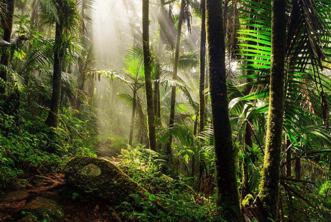 Half Day Rainforest tour