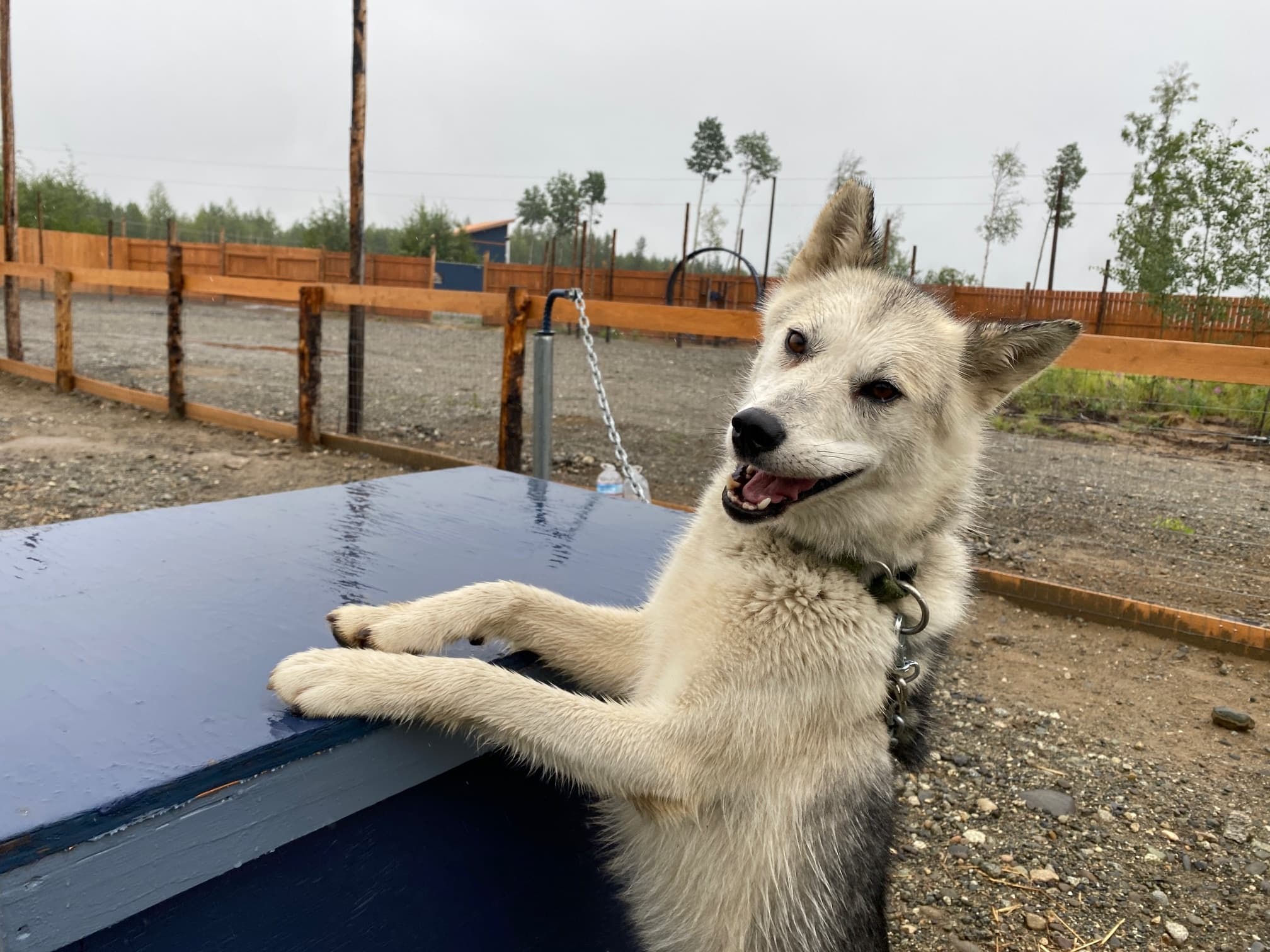 Summer Sled Dog Kennel Tour