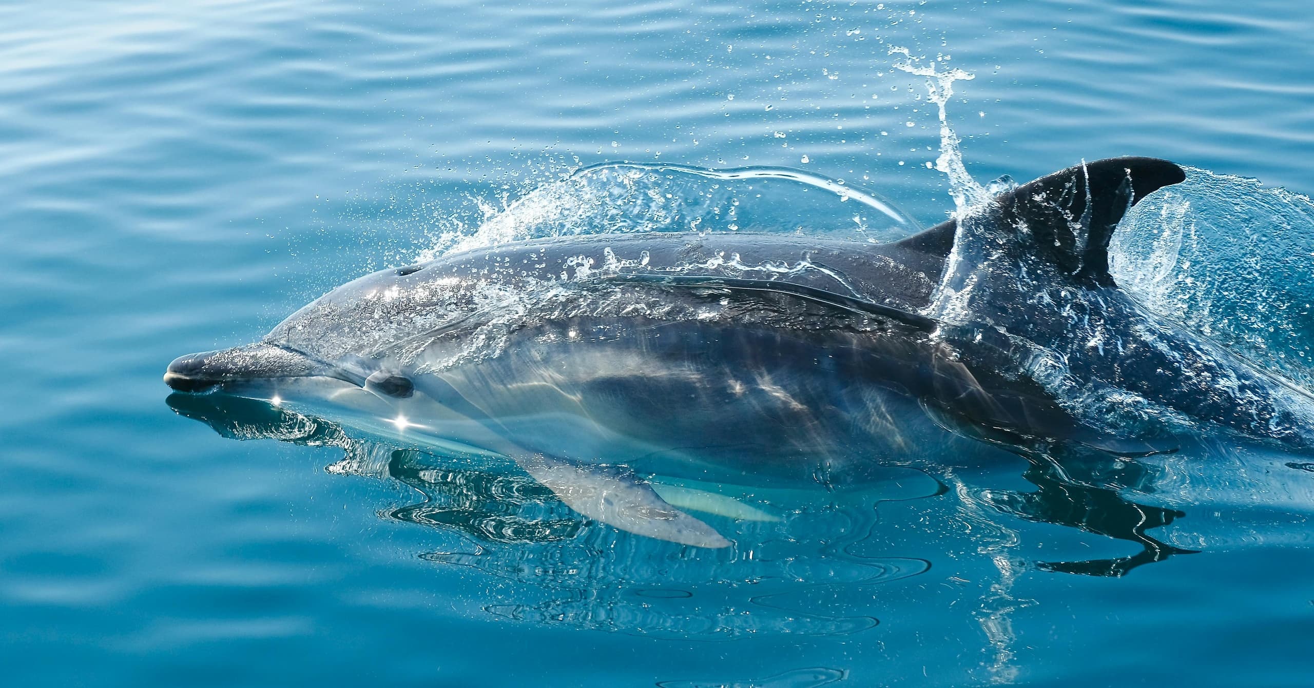 Dolphin Tours