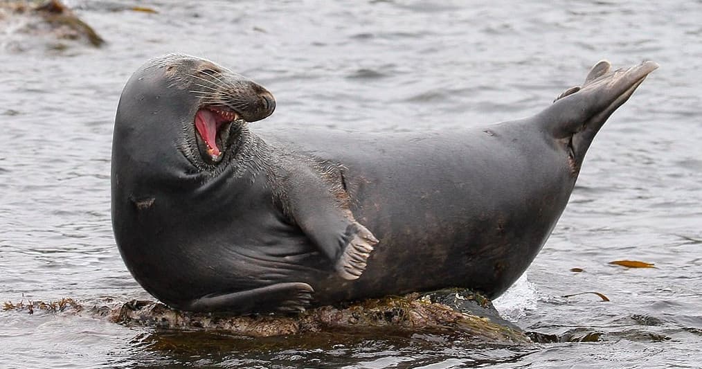 Sea Safari (Seal Island or Godrevy Lighthouse)