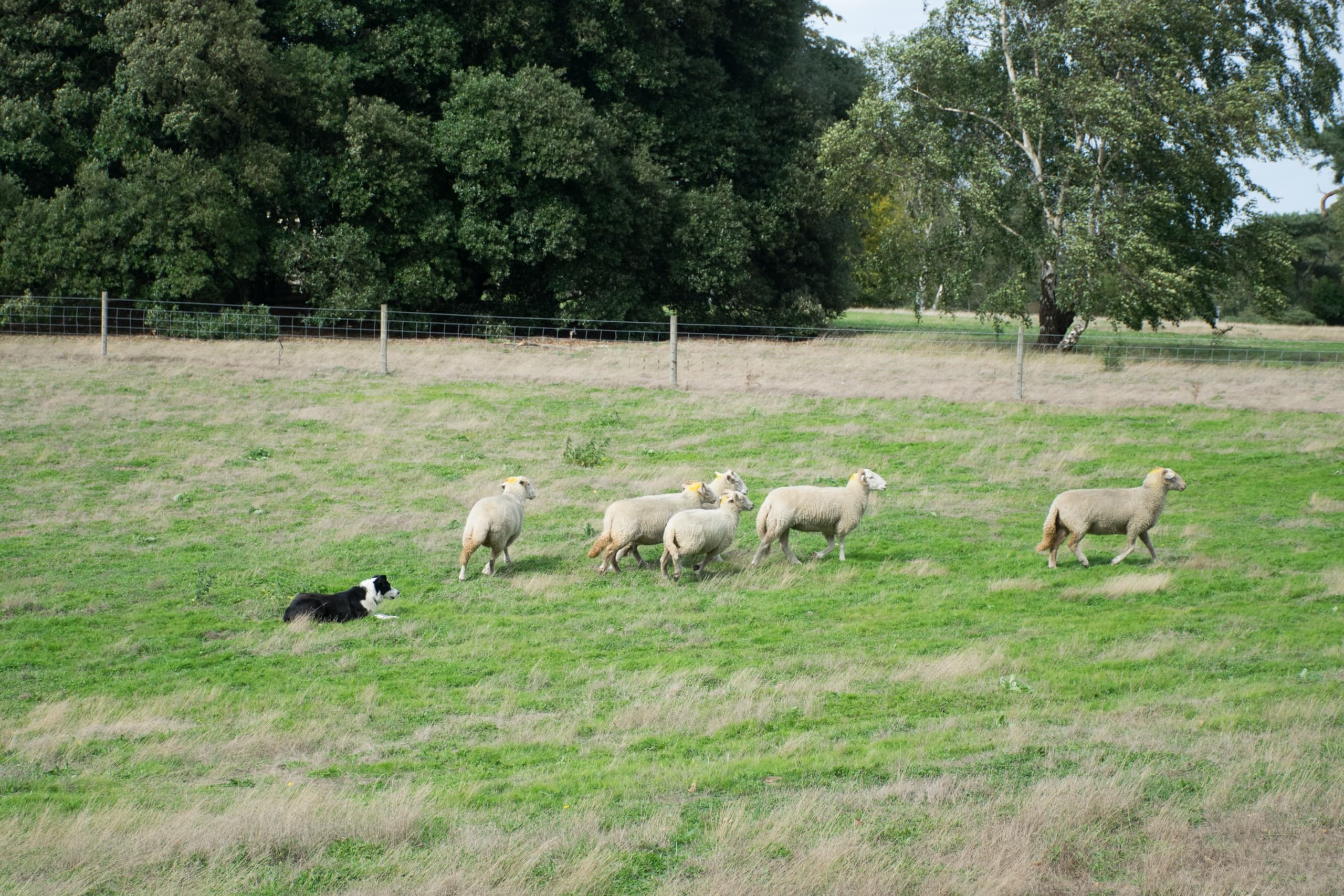Sheepdog Trial