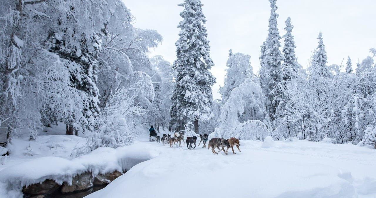 Dog Sled Tour