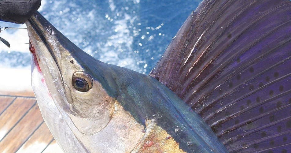 12 Hour Gulfstream Fishing Trip