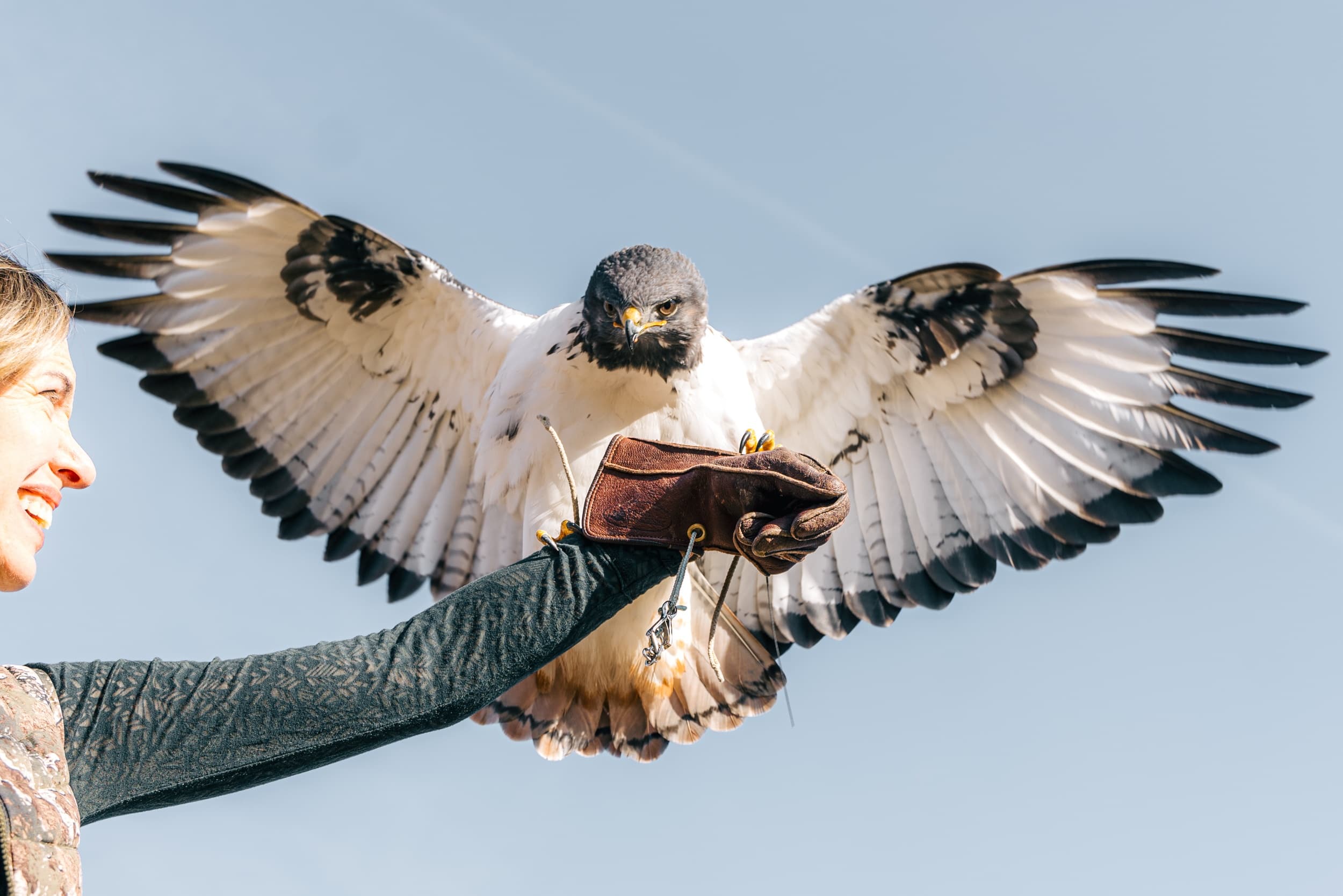 Falconry 101 - Meet, Greet & Fly!!