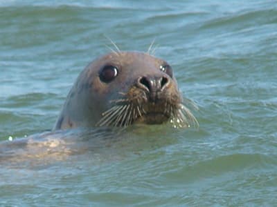 Seal Cruise