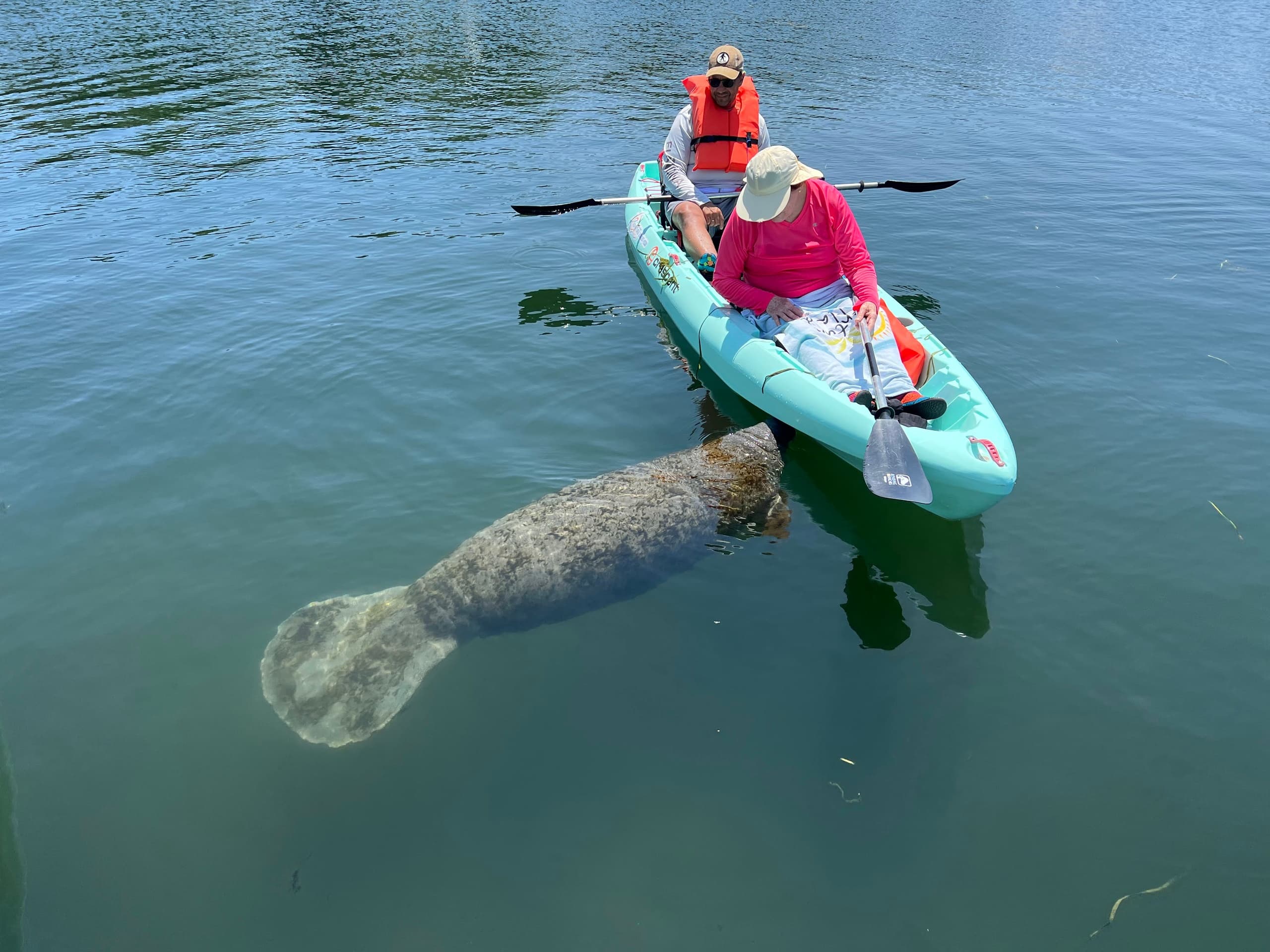 Manatee Season Kayak Eco Tour, Crystal River