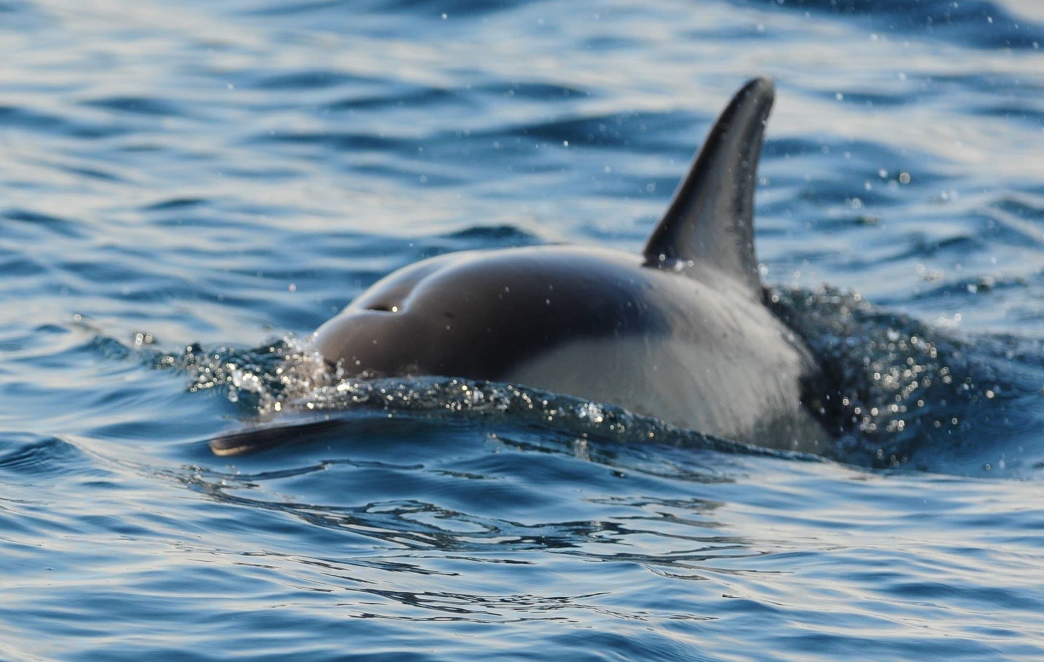 3 Hour Wildlife Cruise