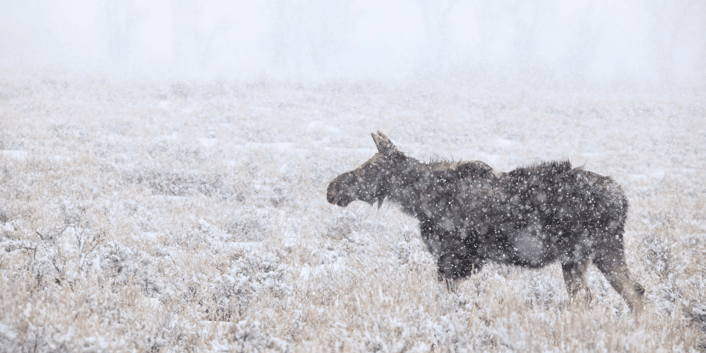 Yellowstone Snowshoe - Private Tour