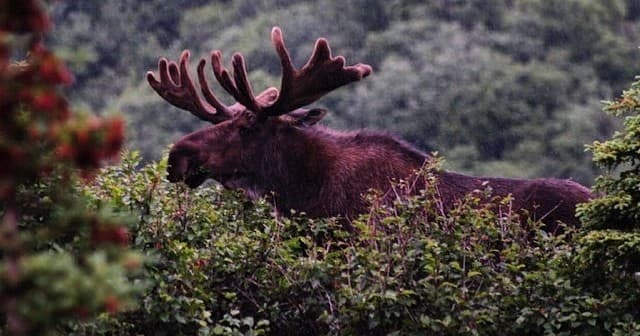 Denali Jeep Excursions