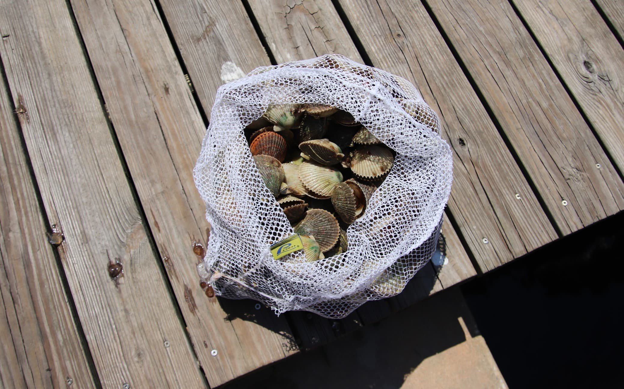 6 Hour Semi-Private Scallop Tour 30 ft Deluxe Pontoon Onboard Restroom