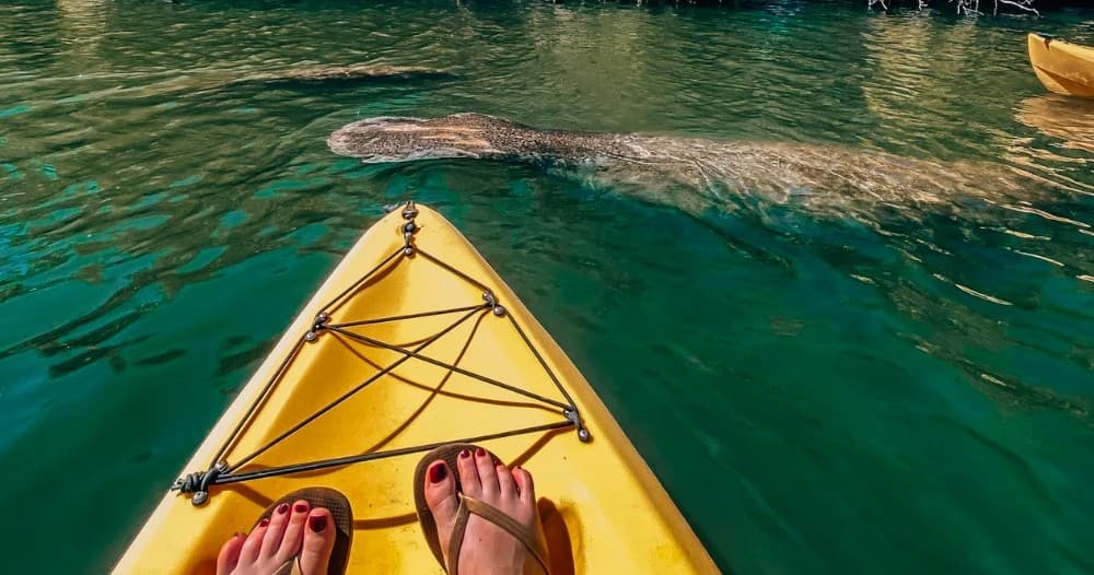 Guided Dolphin & Mangrove Kayak Tour