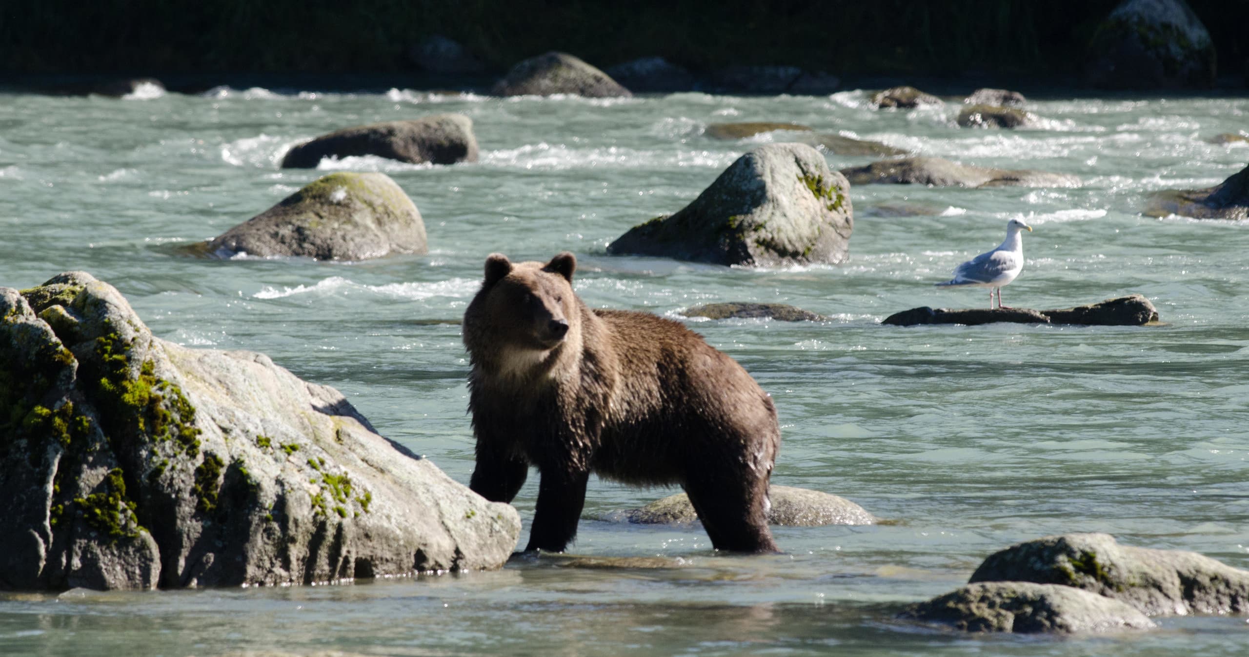 Chilkoot Lake Nature and Wildlife Viewing - 2.5 Hour Haines Departure