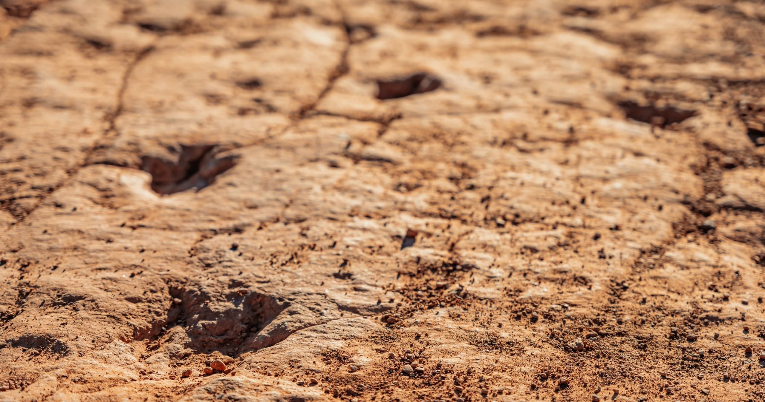 Babylon Dinosaur Tracks - 2 Hour Private Tour