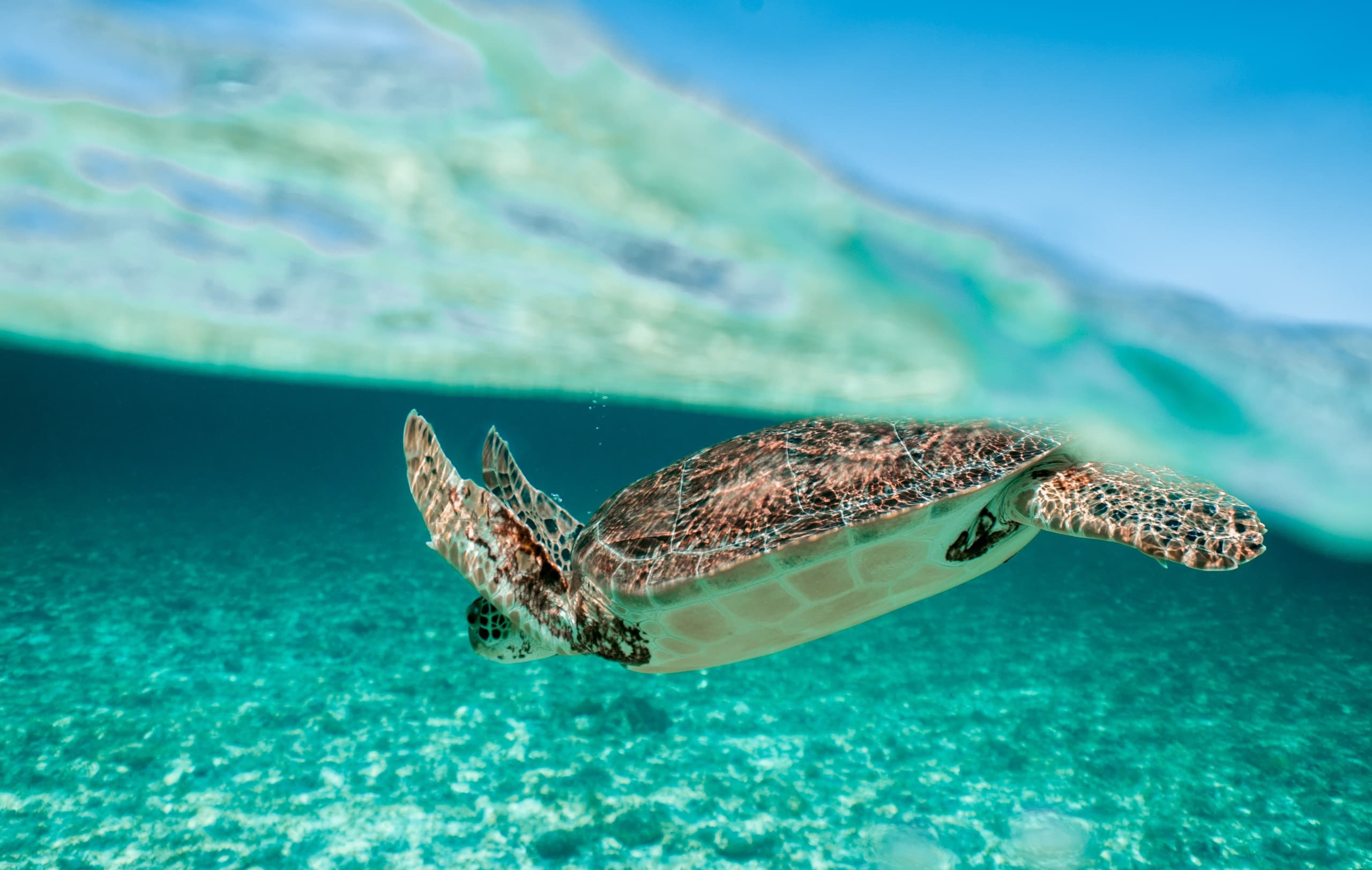 Sea Turtles of the Palm Beaches Documentary