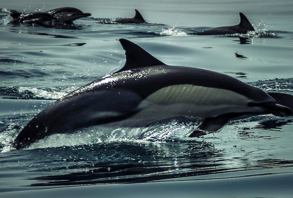 🥇Top seller: Dolphins & Benagil Caves