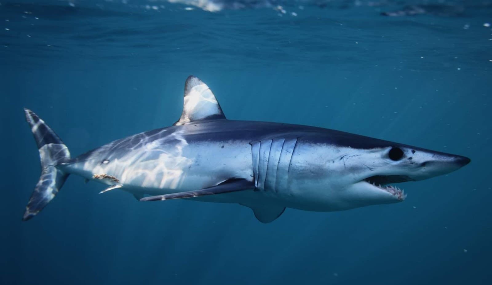 Fintastic Sharks