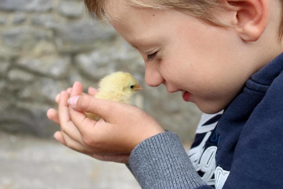Pet Farm Day Visit