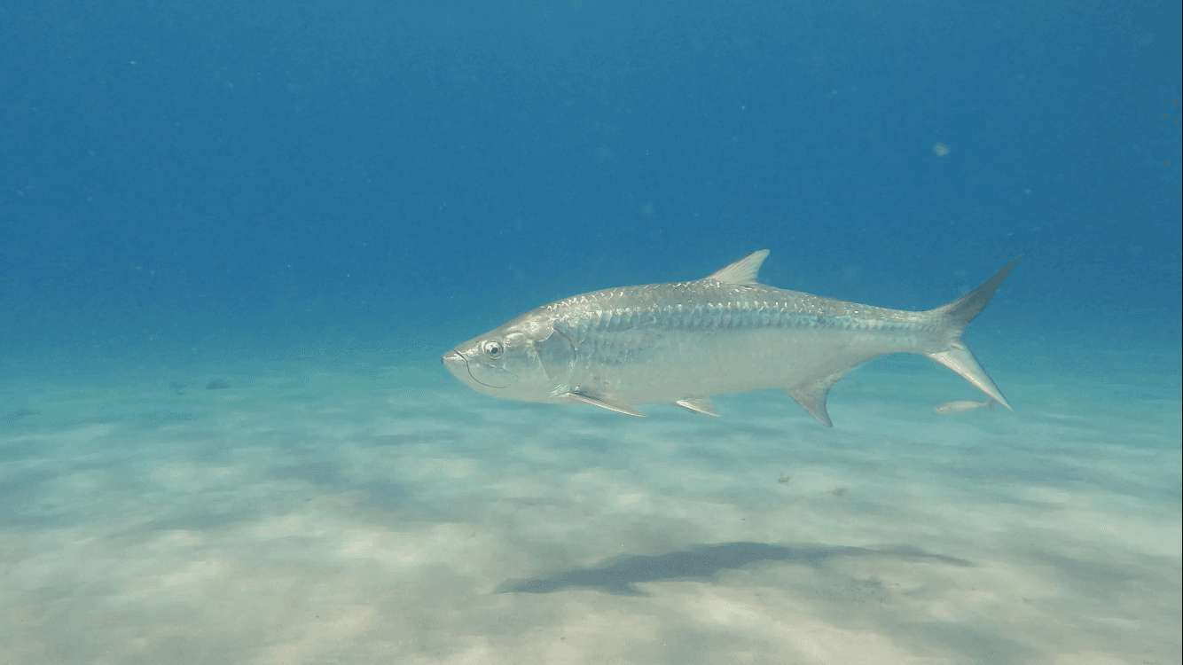 Ocean Snorkel Tour