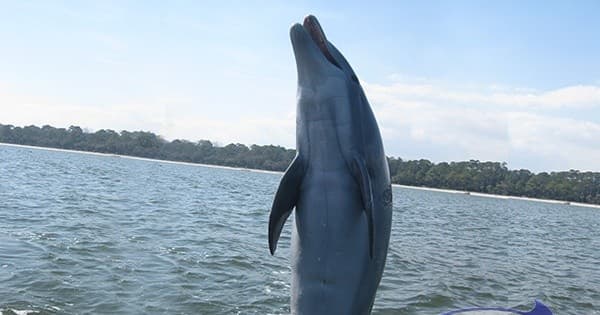 1.5 Hour Dolphin Tour