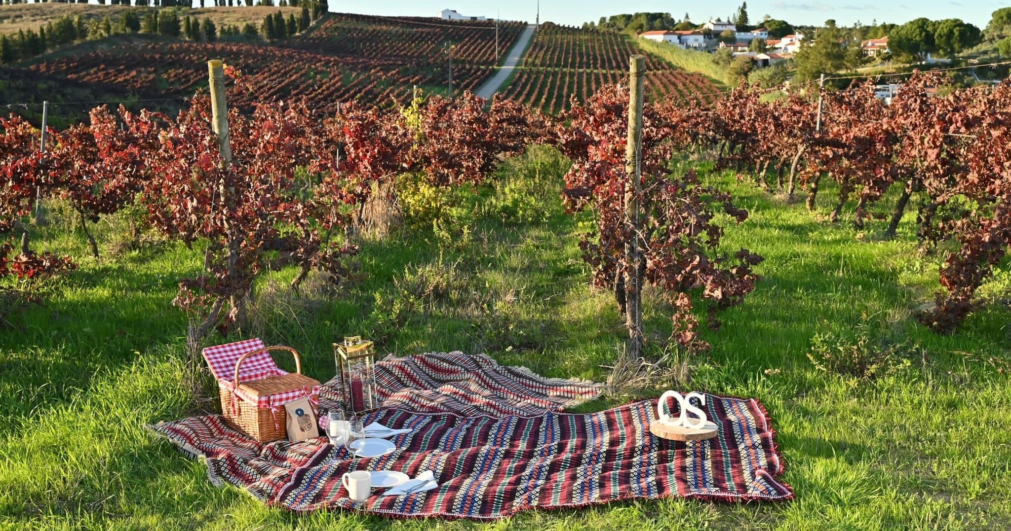 Picnic in the Vineyard in Cartaxo