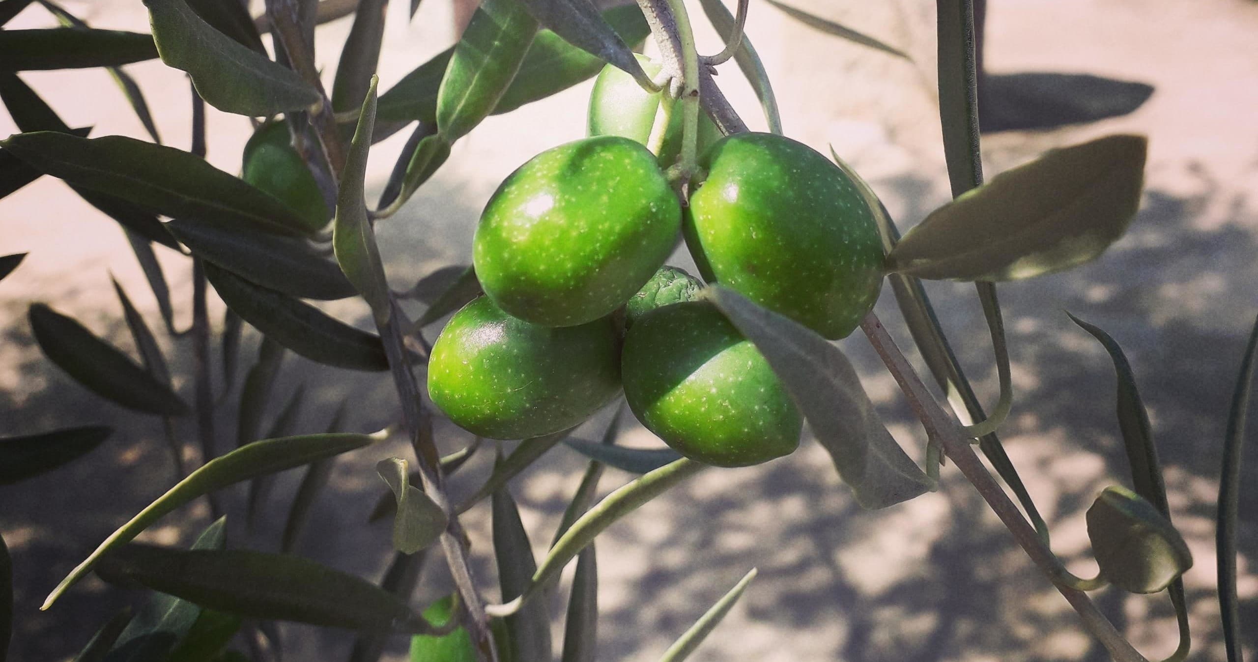 Porto Olive Oil Tasting