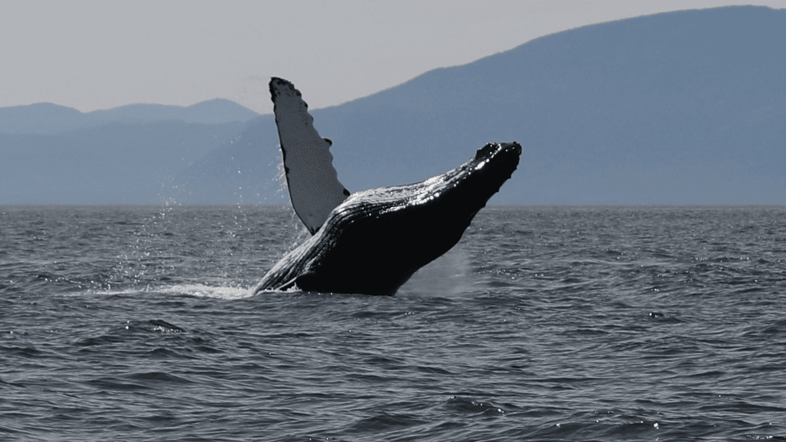 Ketchikan Ultimate Wildlife Viewing, Whale Watching Expedition & Wilderness Dining