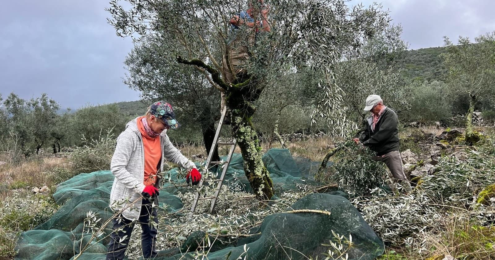 Olive Harvest & Tasting Experience