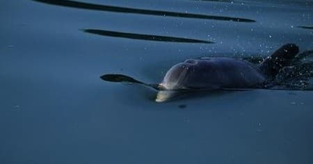 Private Dolphin Discovery Tour - One Hour