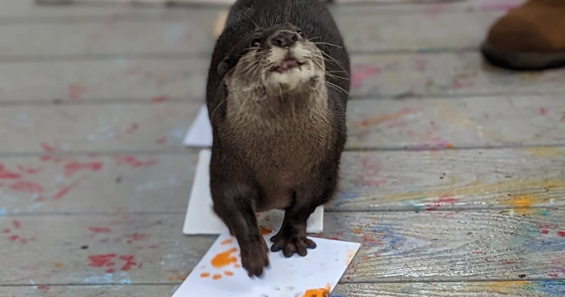 Otter Painting Experience