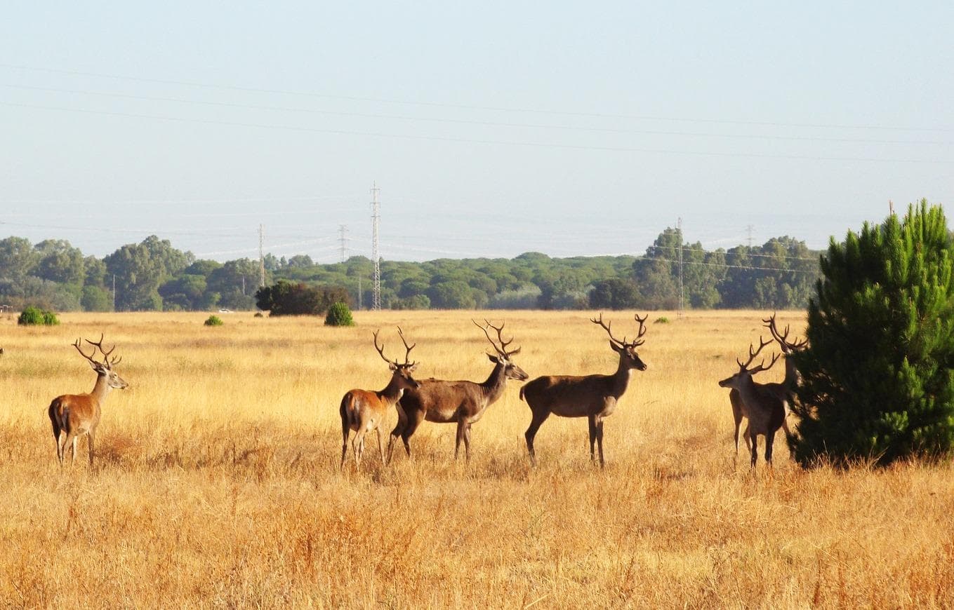 Doñana Parque Nacional, El Rocio y Playa de Matalascañas