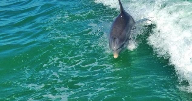 Afternoon Dolphin & Wildlife Cruise