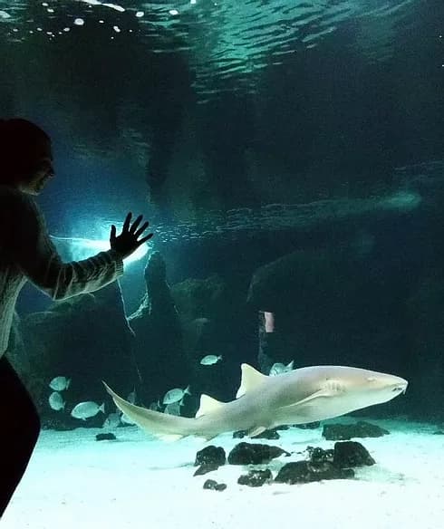 Diving with Sharks
