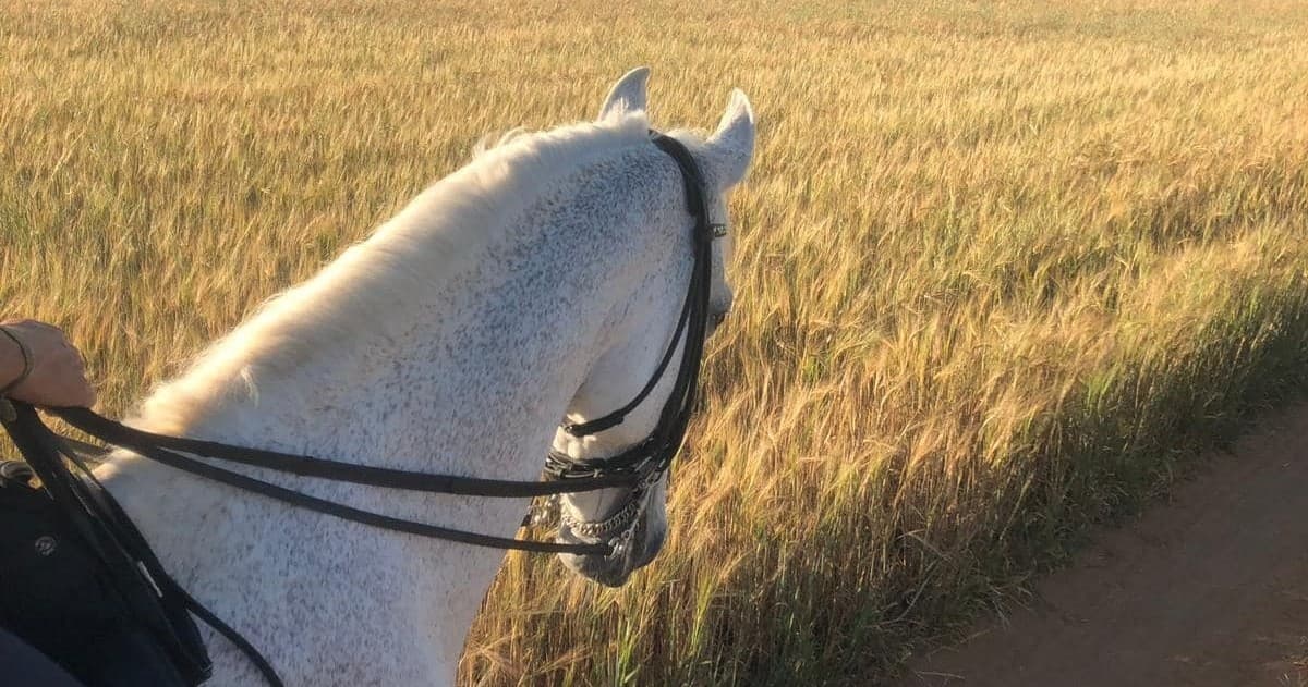 Horseback riding in Seville