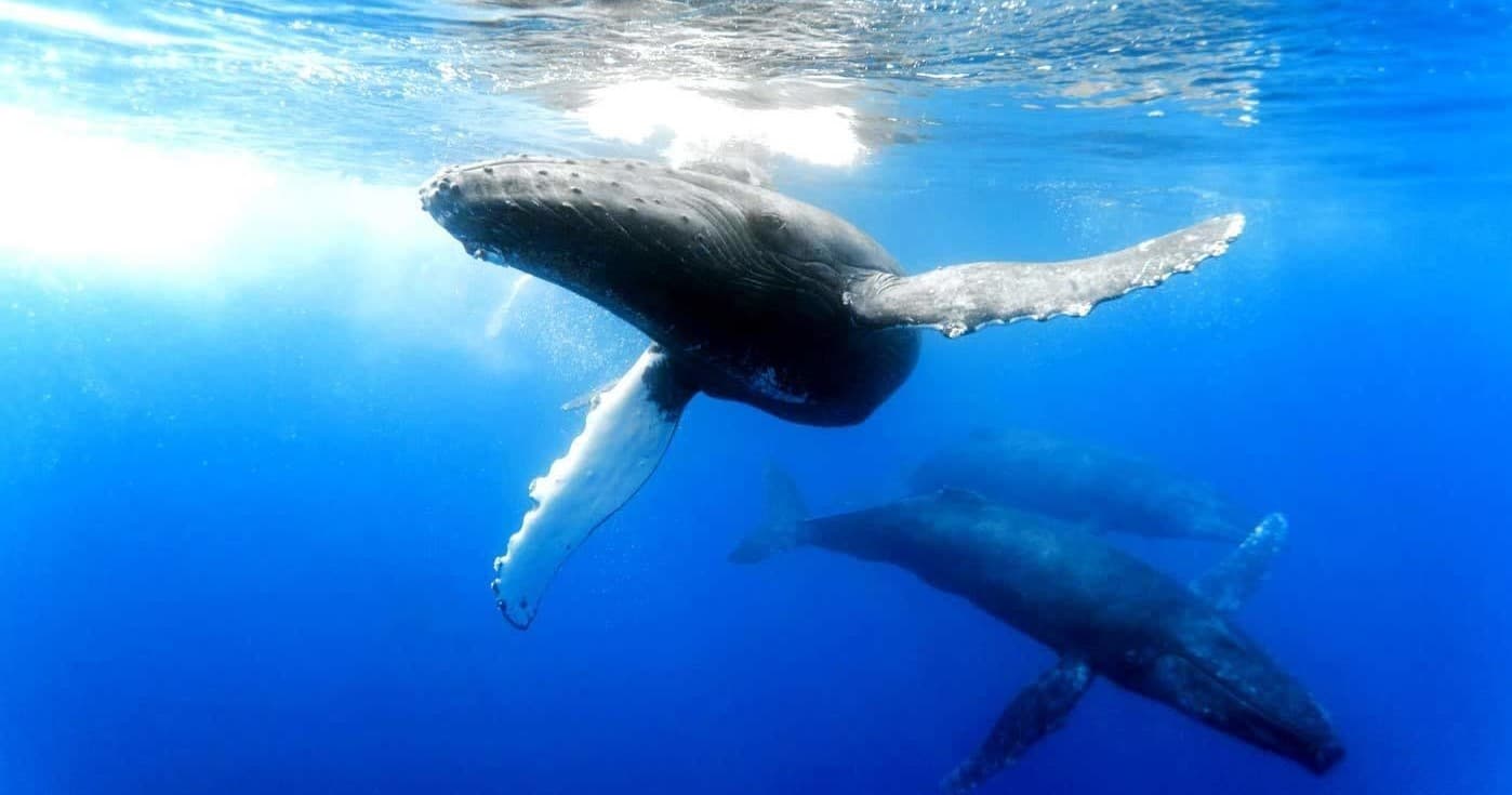 Whale Watching Adventure