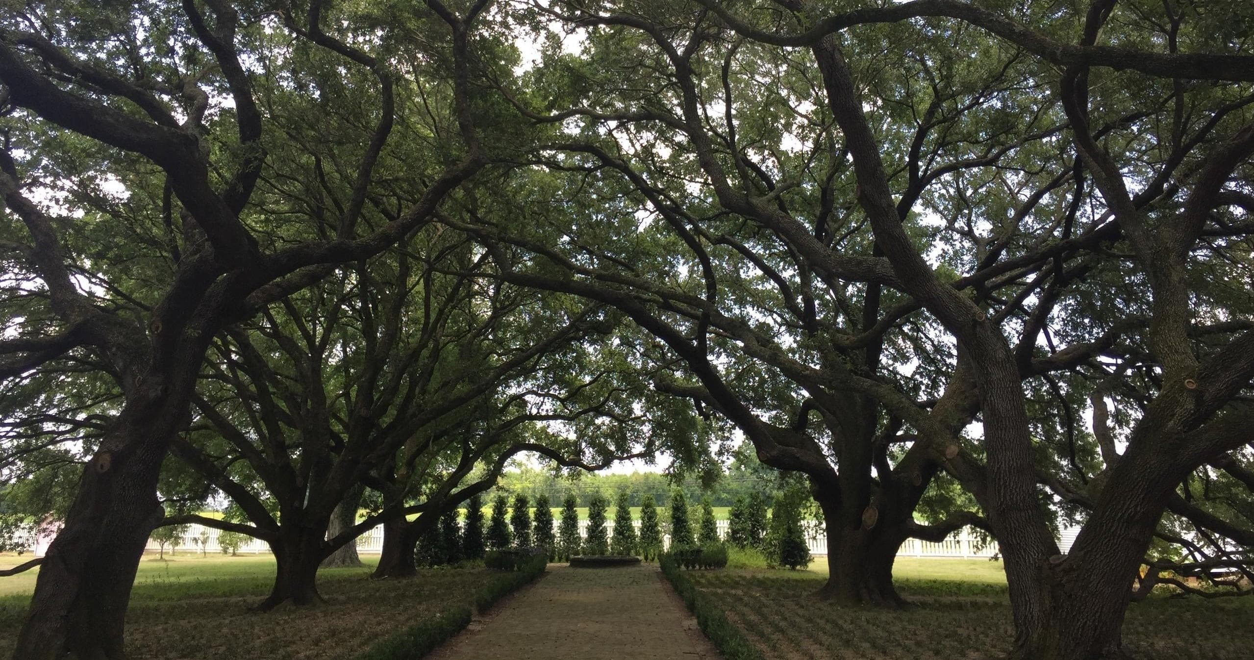 Whitney Plantation + Swamp Tour • Large Airboat Ride