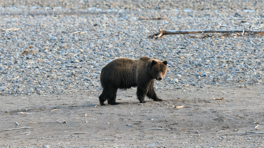 3 Day Bear & Wolf Safari